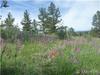  Lost Lake Drive 
 FRANKTOWN CO 80116